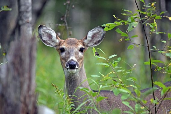A white-tailed deer looks at the camera while standing in a forested area.