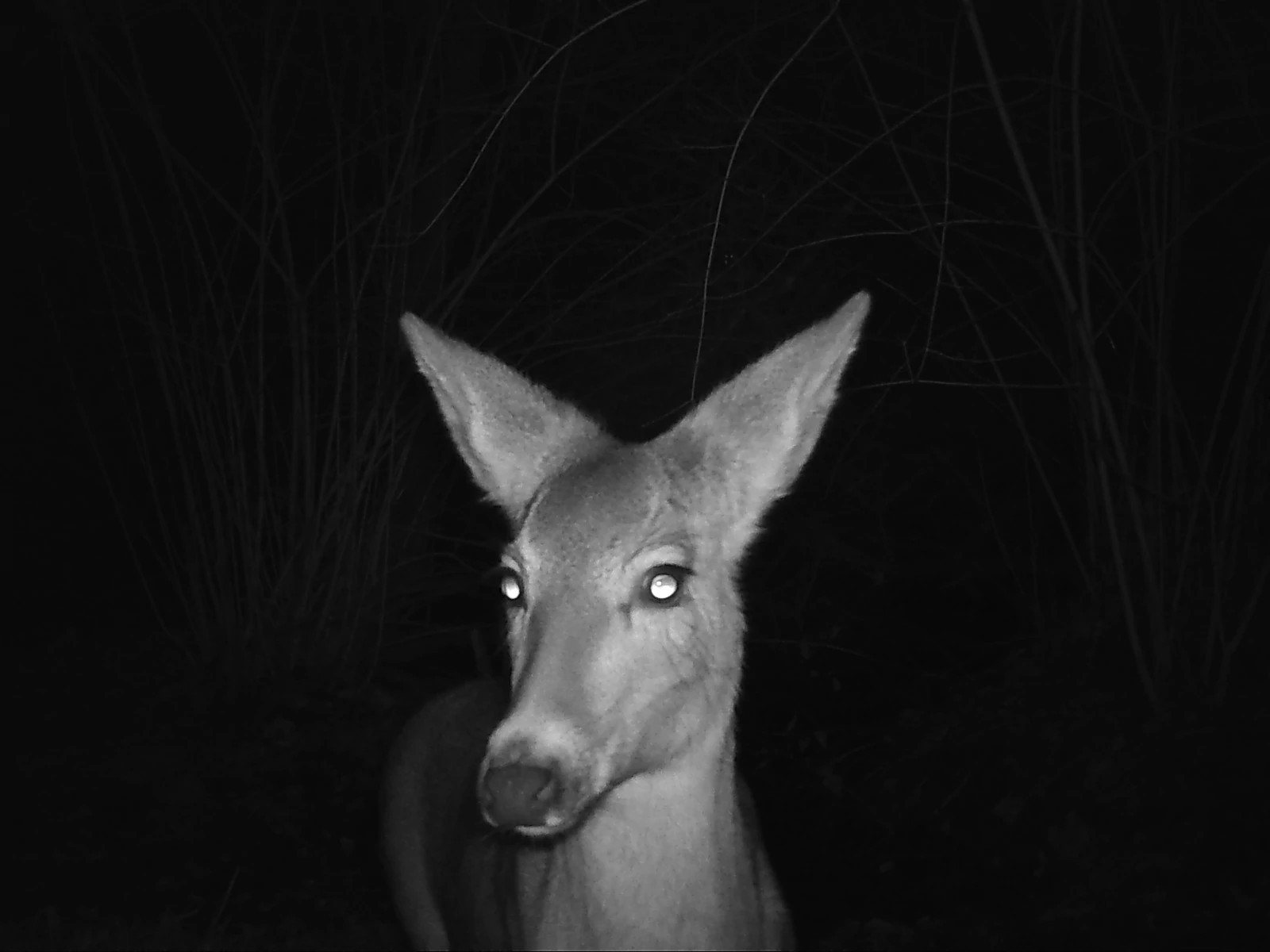 deer39587754.jfif