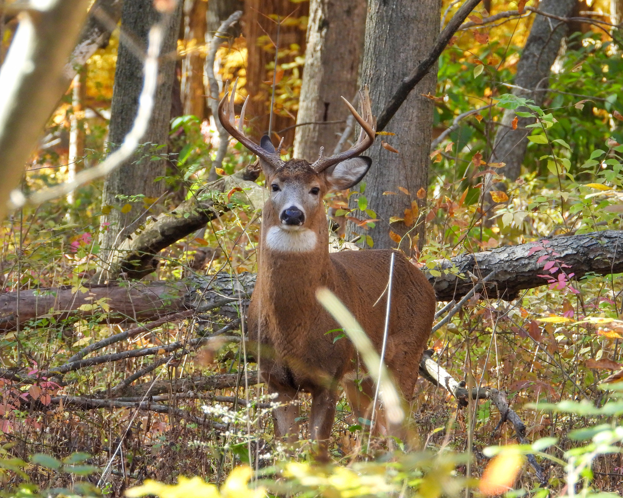 buck stands looking at camera amidst fall foliage