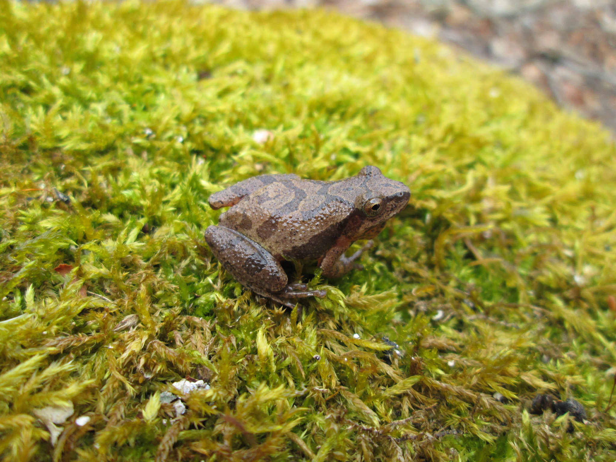 A small frog with marbled brown and beige skin sits on a bright green patch of moss.