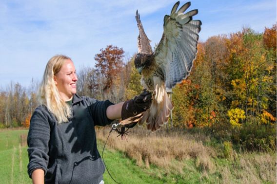Raptor 101 | Wisconsin DNR