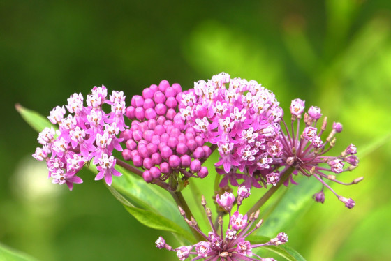A close-up of flowering milkweed. 
