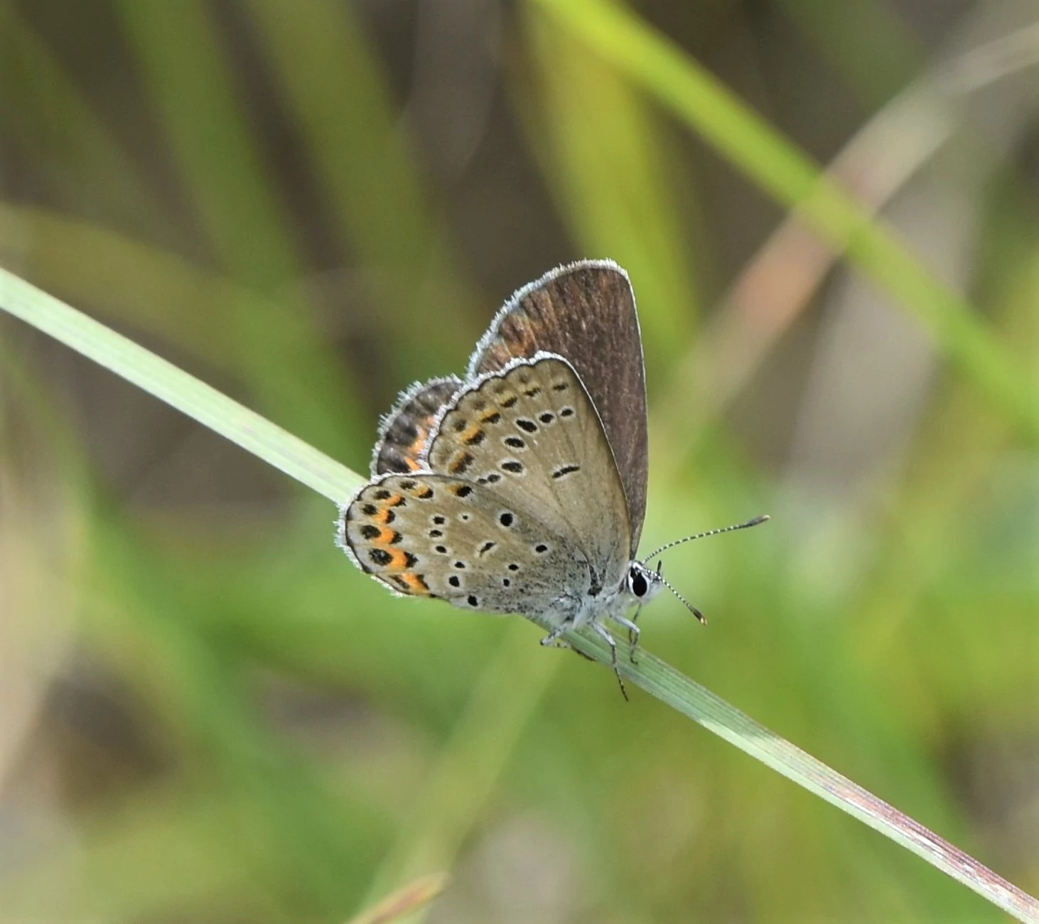 female karner blue butterfly atop a blade of grass
