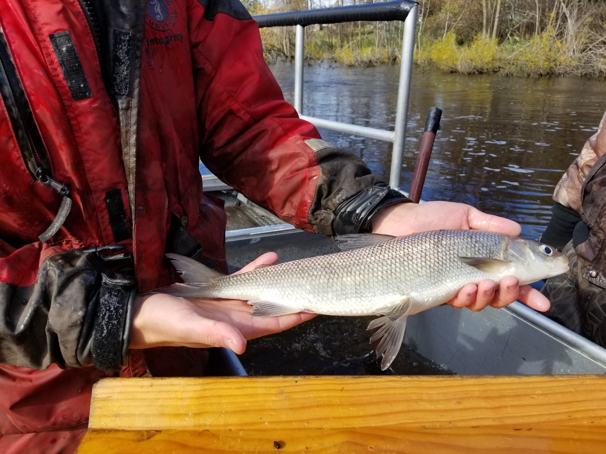 An angler holding a whitefish.
