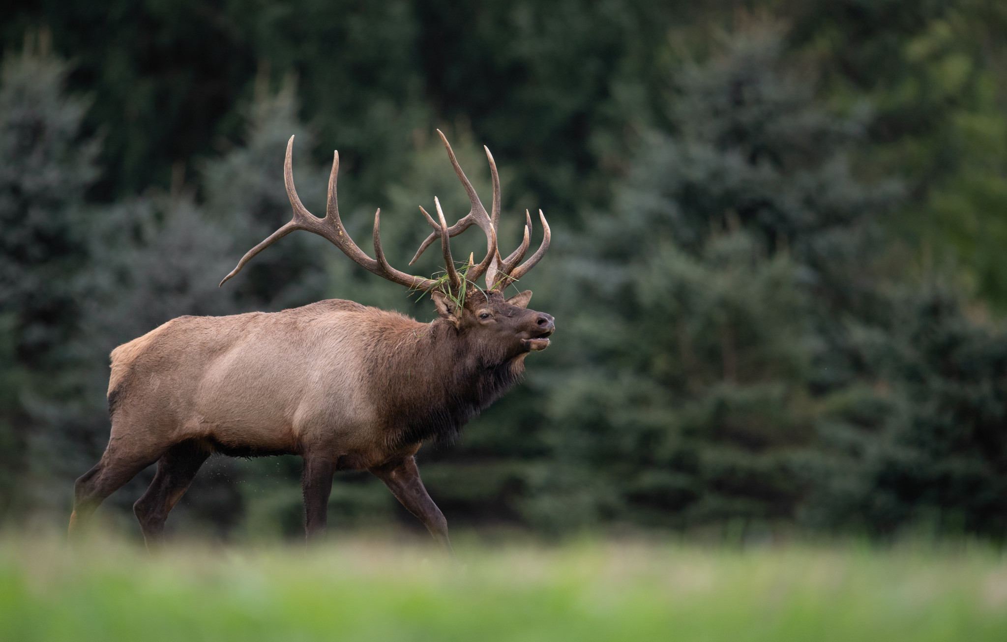 A male elk in front of evergreens. 