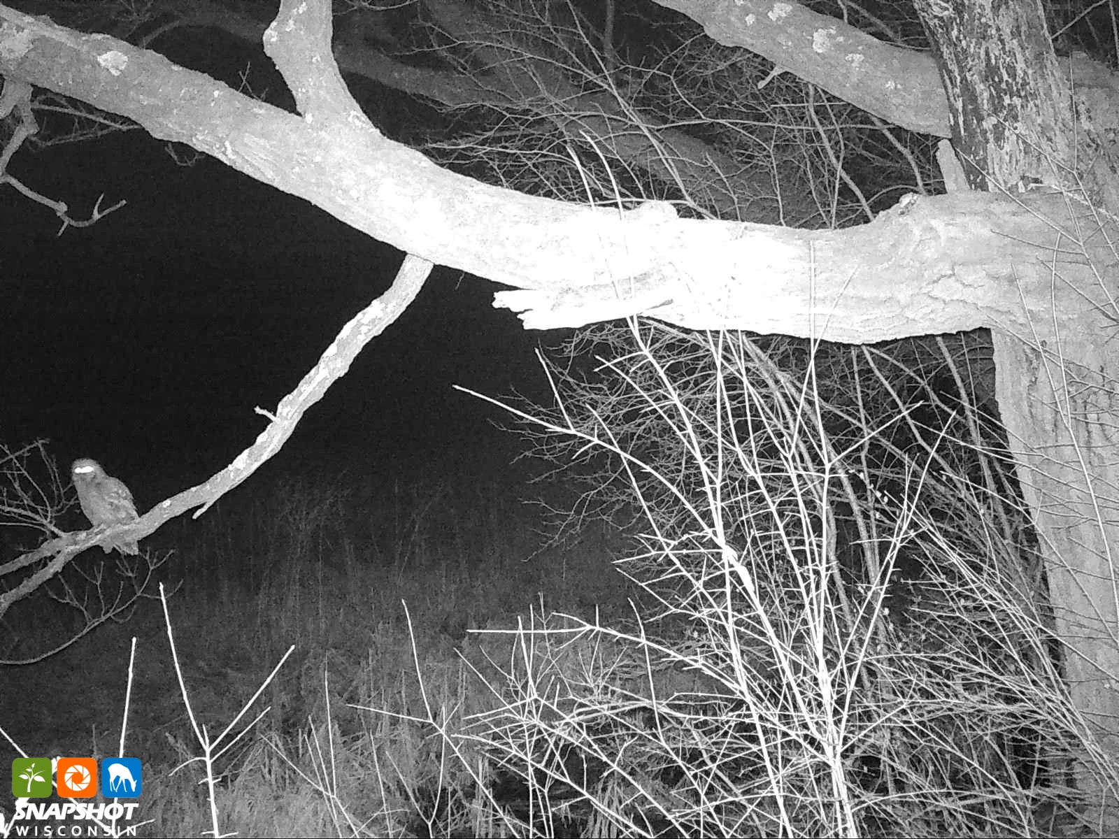 Bird_Owl_Waukesha_34702444.jpg