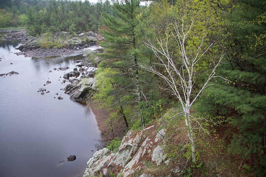 Black River running through state forest