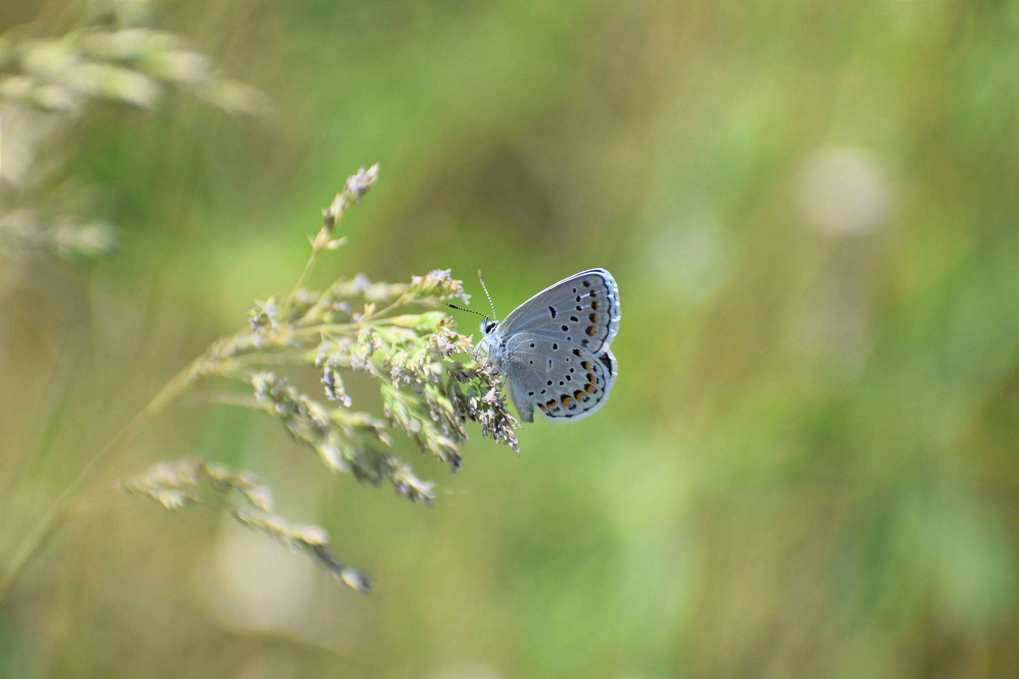 nh_iile_karnerblue_2023_weinzinger_closeup.jpg
