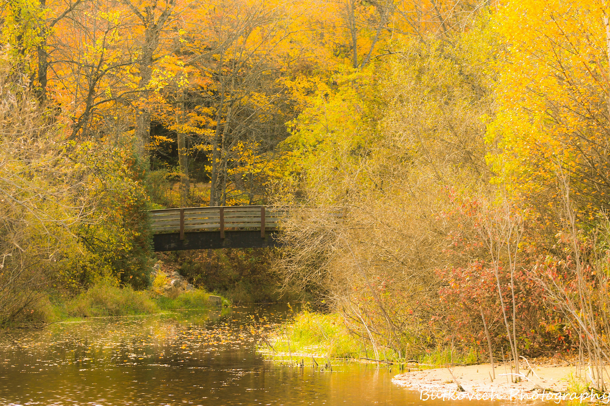 Brilliant fall foliage paints the landscape above Silver Creek in Manitowoc with a rich golden yellow palette. 