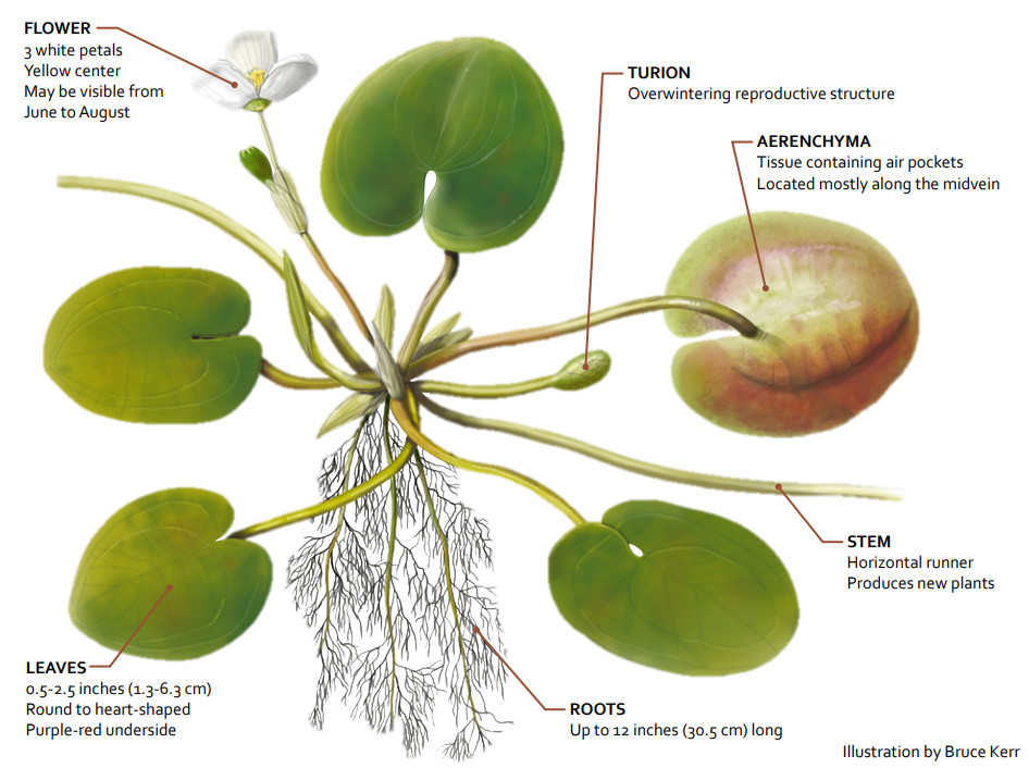 Bruce Kerr Illustration of the European Frog Bit