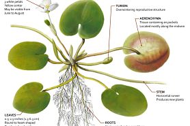 Bruce Kerr Illustration of the European Frog Bit
