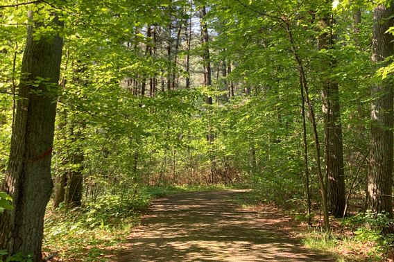 A hiking trail at Rocky Arbor State Park.  