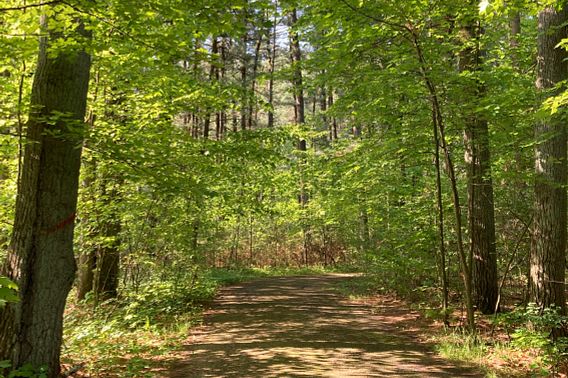 A hiking trail at Rocky Arbor State Park.