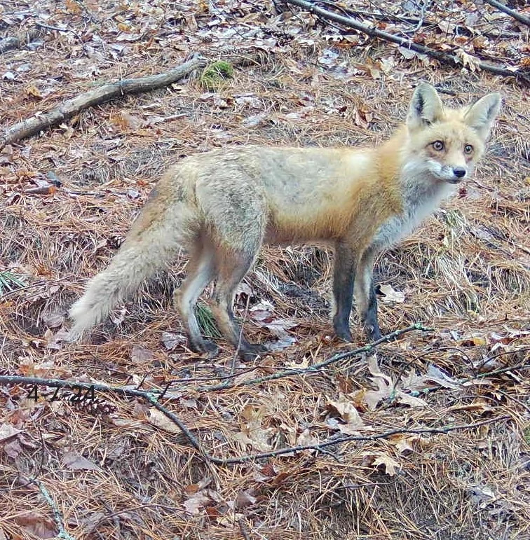 A red fox stands in an area covered with fallen pine needles and branches.