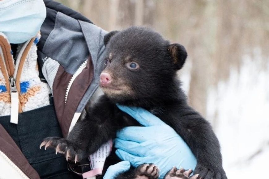 researcher wearing a mask and gloves holding a black bear cub