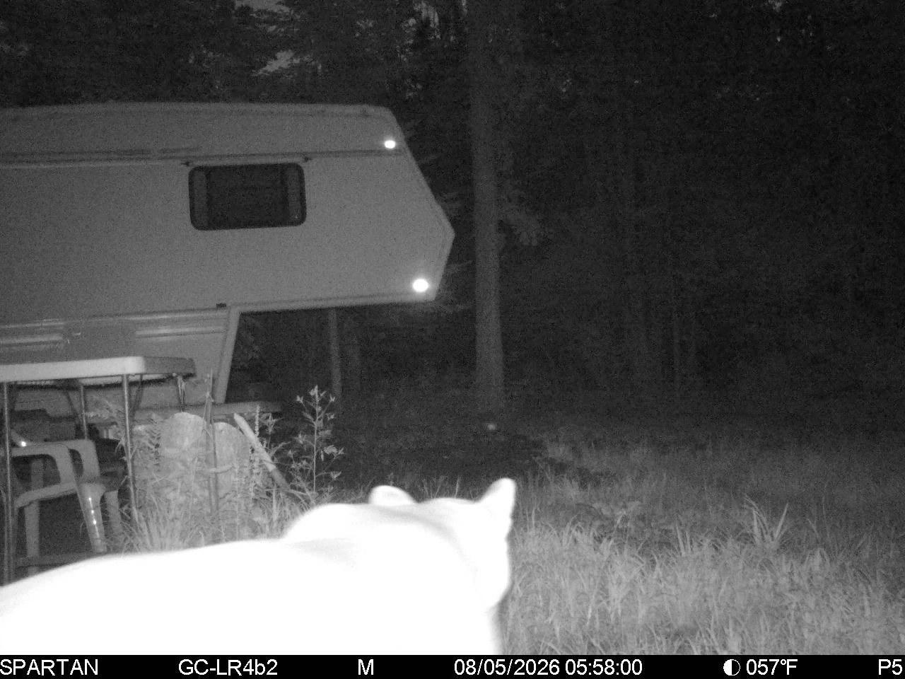 A security camera photo of a cougar in front of a camper trailer at night.