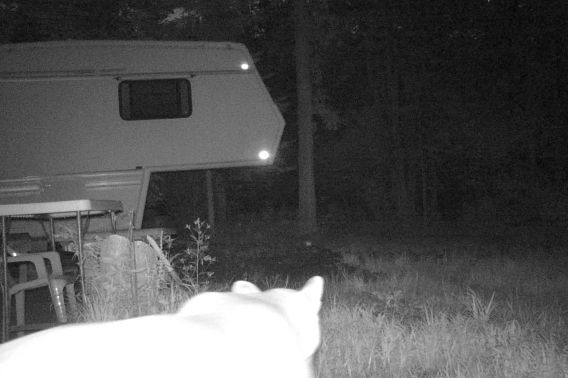 A security camera photo of a cougar in front of a camper trailer at night.