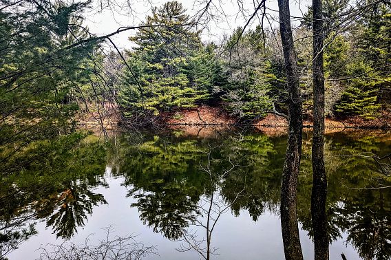 A view across Mirror Lake, showing large pine trees on the shore. 