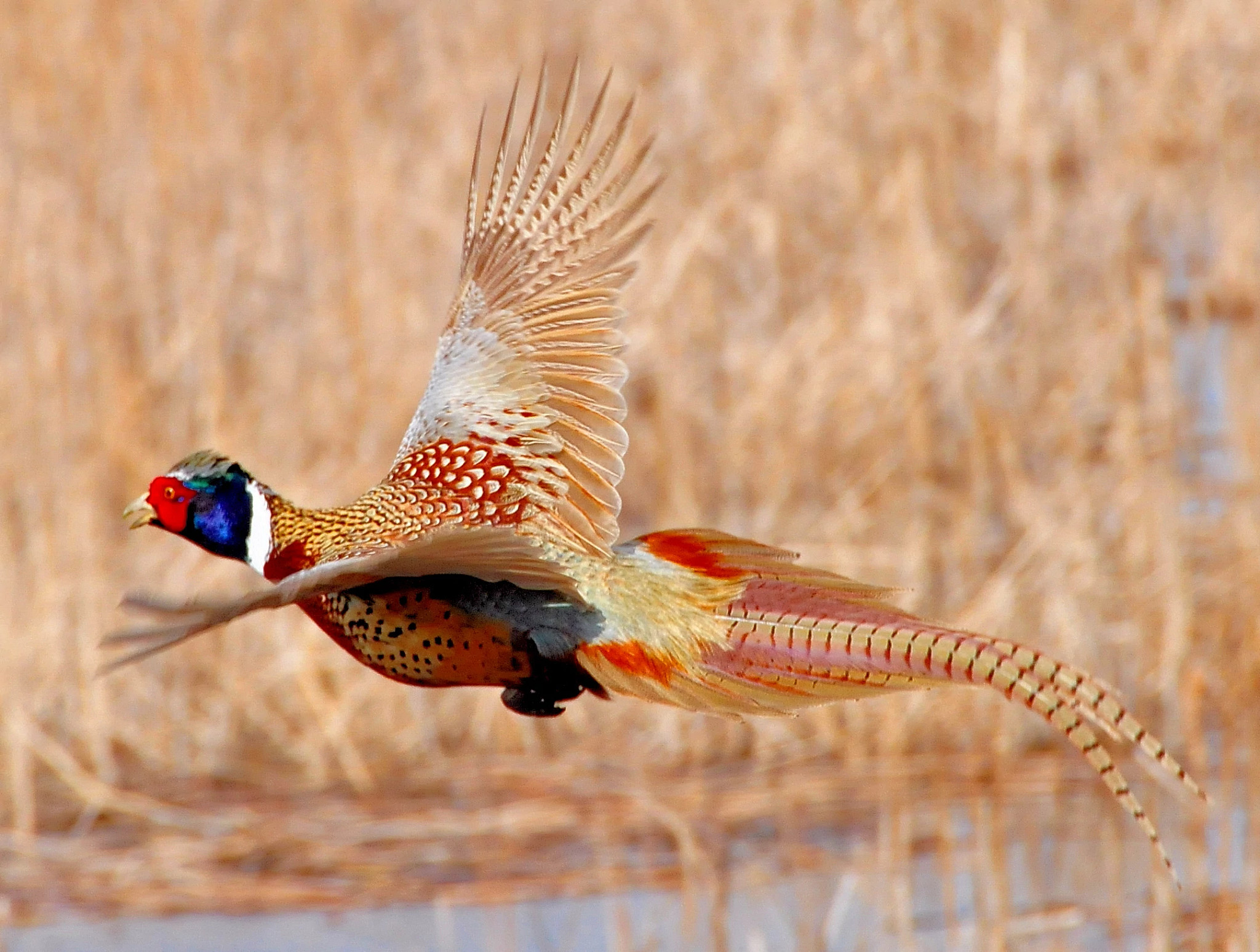 A pheasant flying over a prairie. 