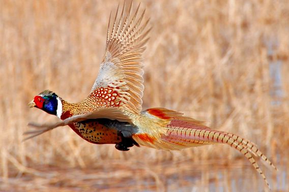A pheasant flying over a prairie.