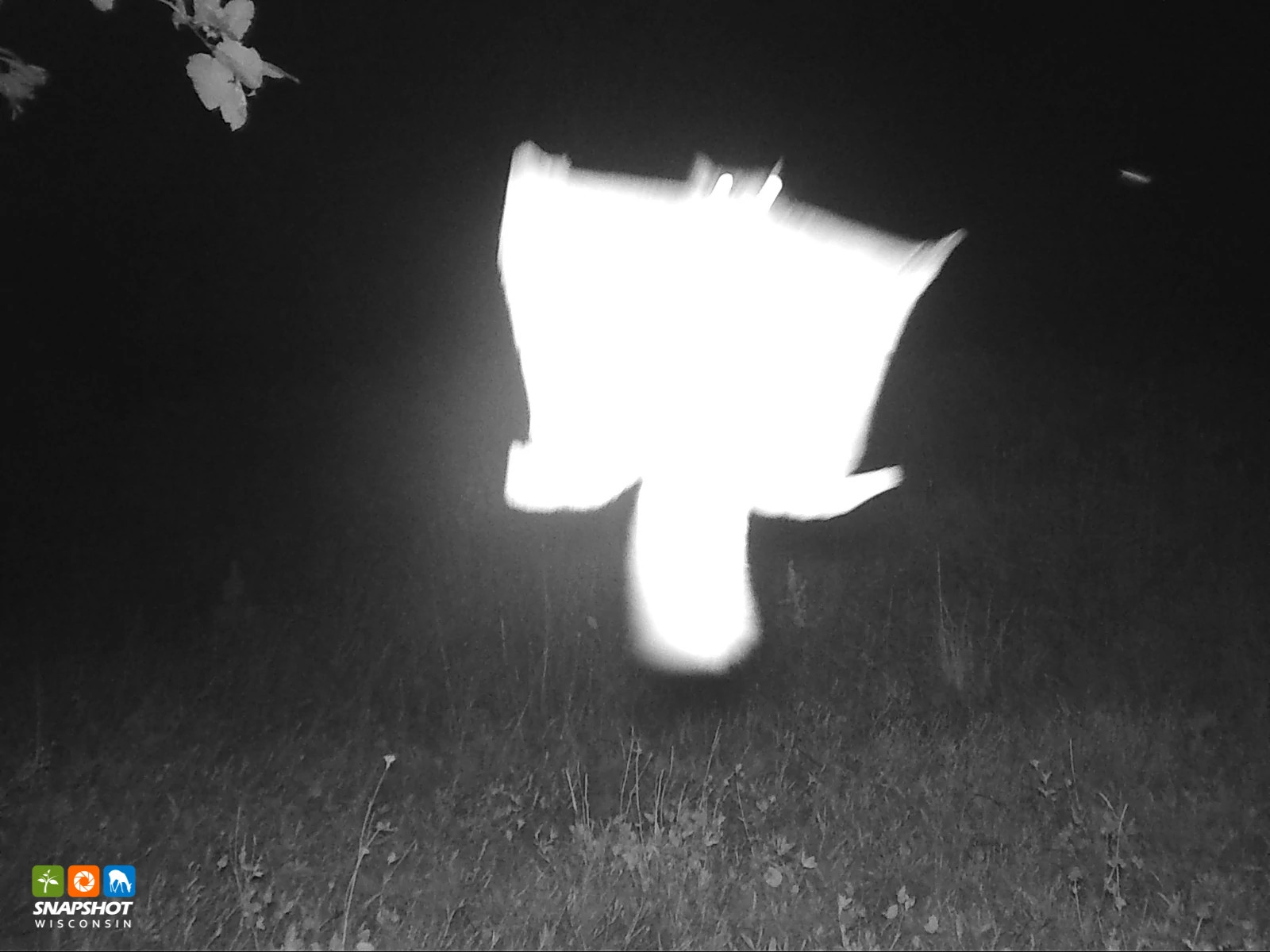 Squirrel_Flying_Sawyer_6837710.jpg