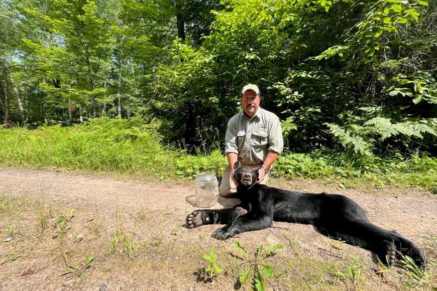 A person in a forested area is kneeling next to a tranquilized black bear, and a clear plastic container is on the ground next to them.