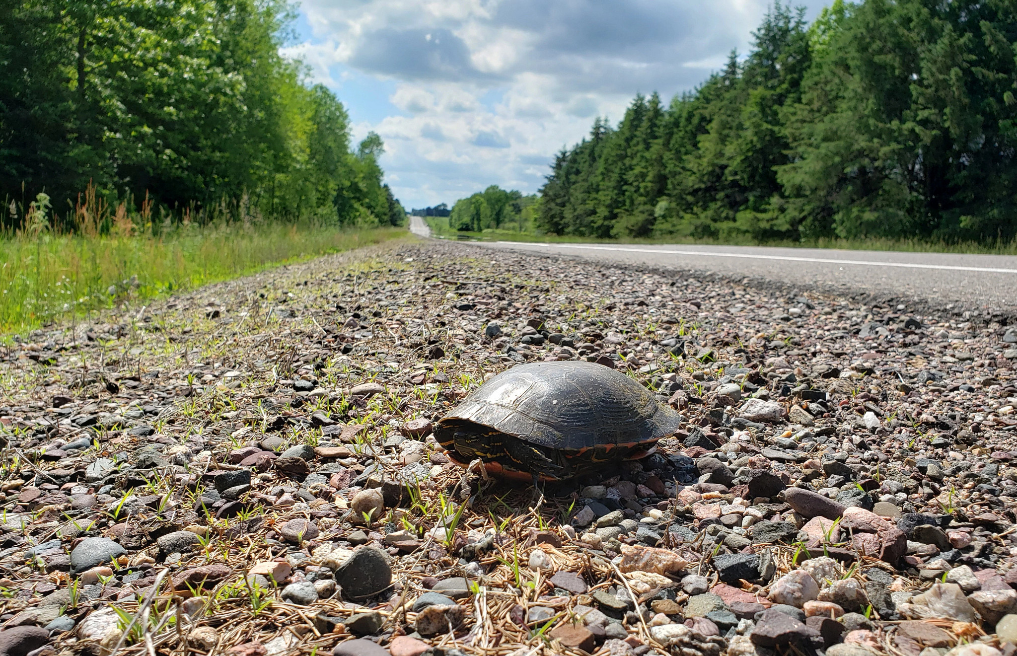 A turtle sitting on a gravel-covered area beside a highway. 