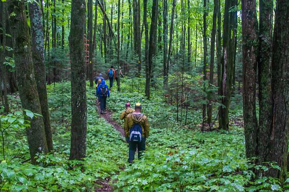 hikers on winding trail in forest