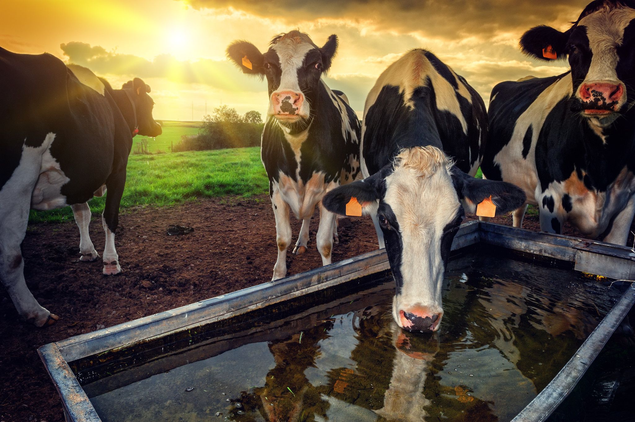 An image of calves drinking from water.