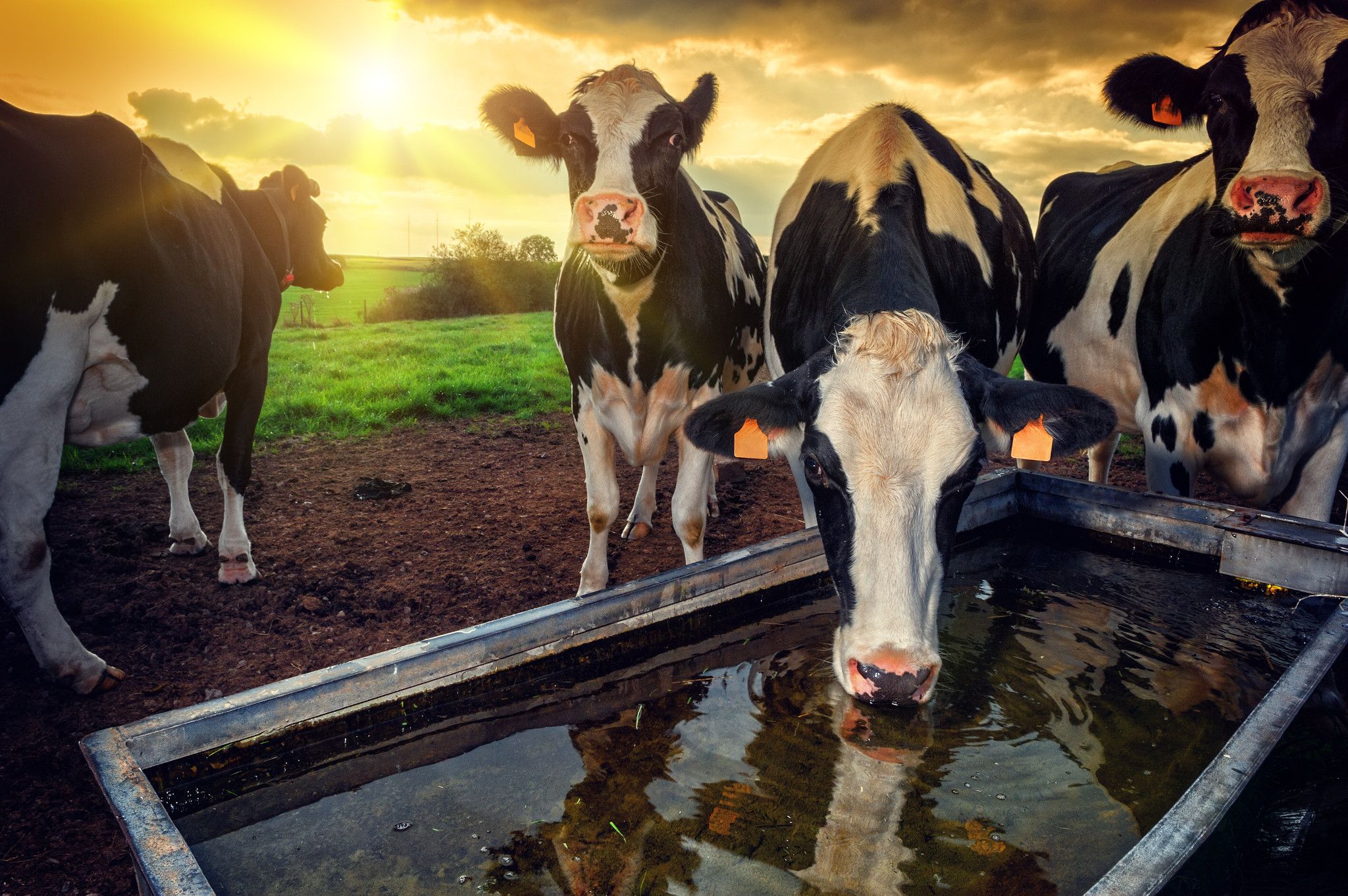 An image of calves drinking from water. 