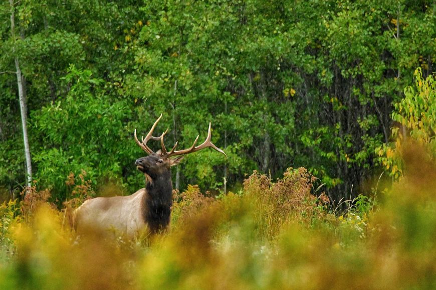 A bull elk in a field right outside woods in the fall.