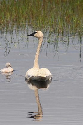Trumpeter Swan on lake