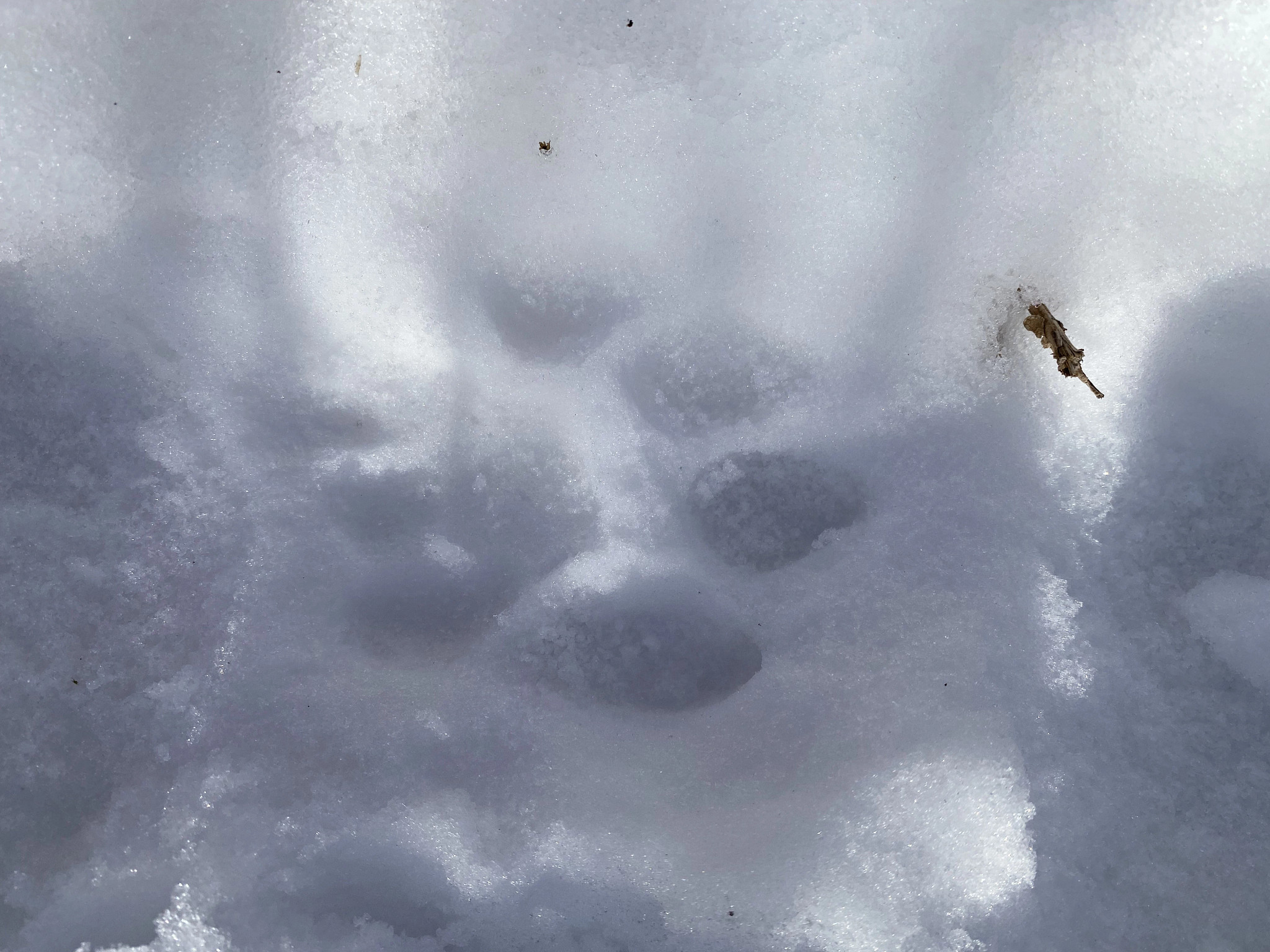 Photographed a cougar track in the snow.