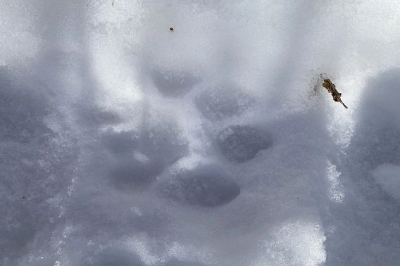 Photographed a cougar track in the snow.