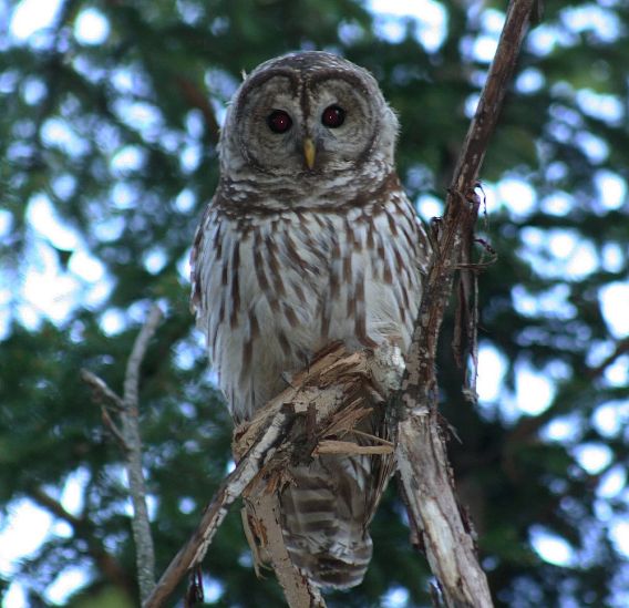 owl in a tree