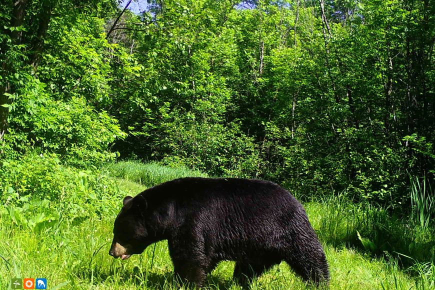 A large black bear walks through a lush, grassy clearing in the woods on a sunny day.