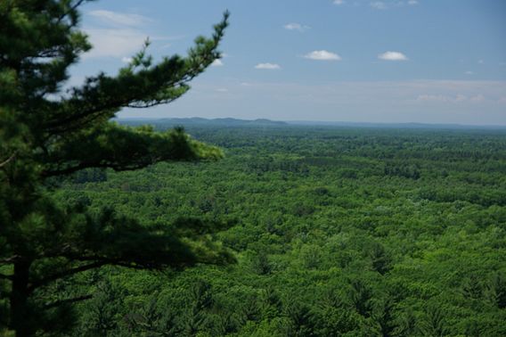 Trail of Trees Observation and Identification Walk | Wisconsin DNR