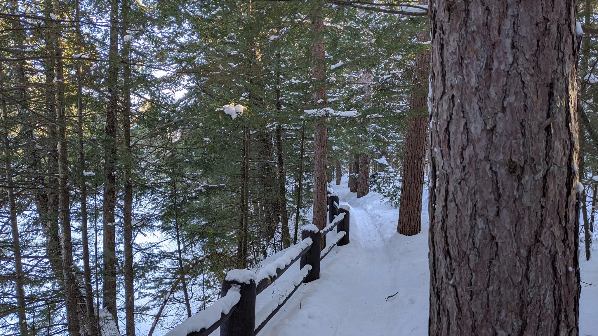 A snow covered trail winds through pine trees along a wooden fence row.