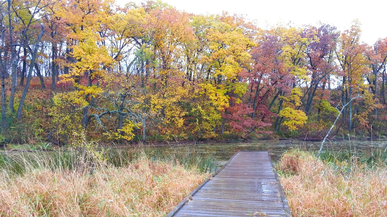 autumn colored trees line a pond with a boardwalk.