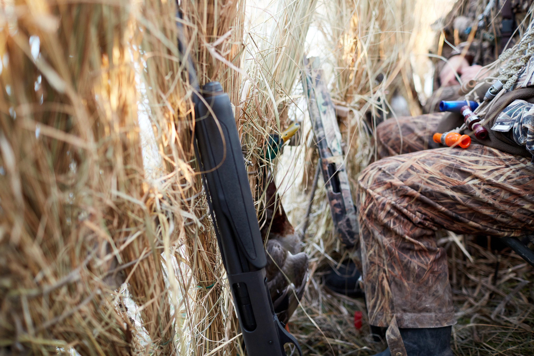 The legs of waterfowl hunters are visible behind a brush blind. 