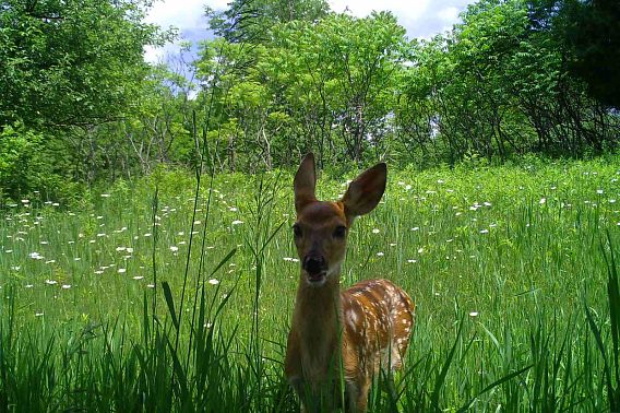 Snapshot Wisconsin captures a fawn in a meadow, with trees and wildflowers in the background. 