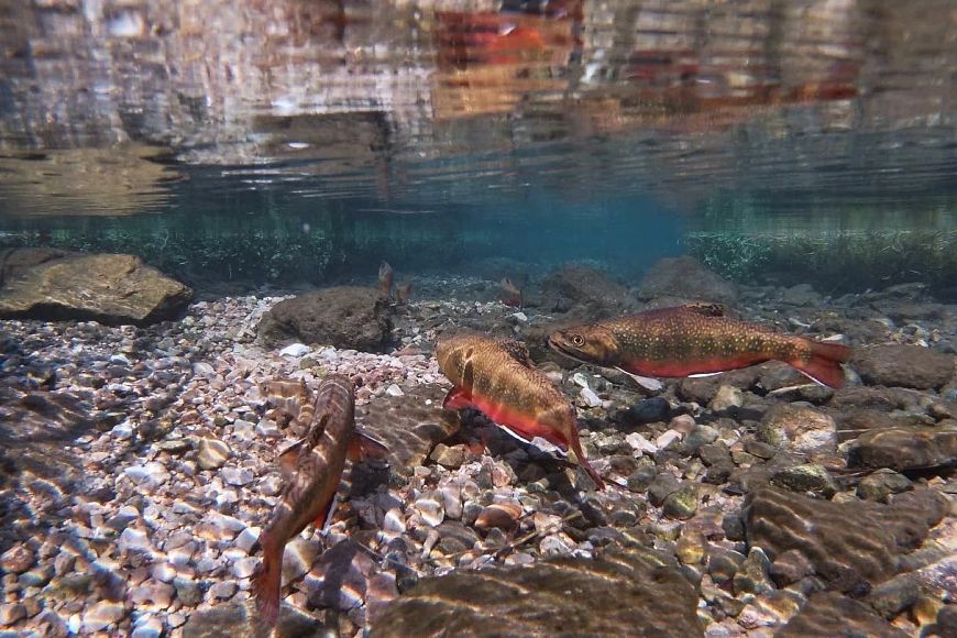 An underwater view of brook trout swimming along the gravel bottom of a shallow, clear stream.