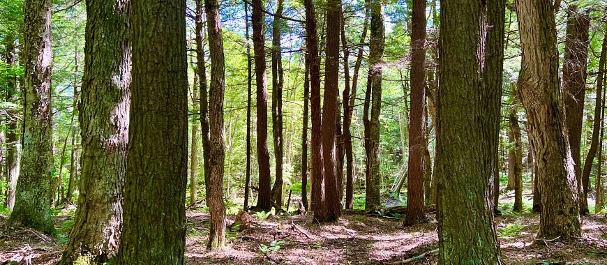 Wisconsin Biome North Central Forest Ecological Landscape | Regional Master Plan ...
