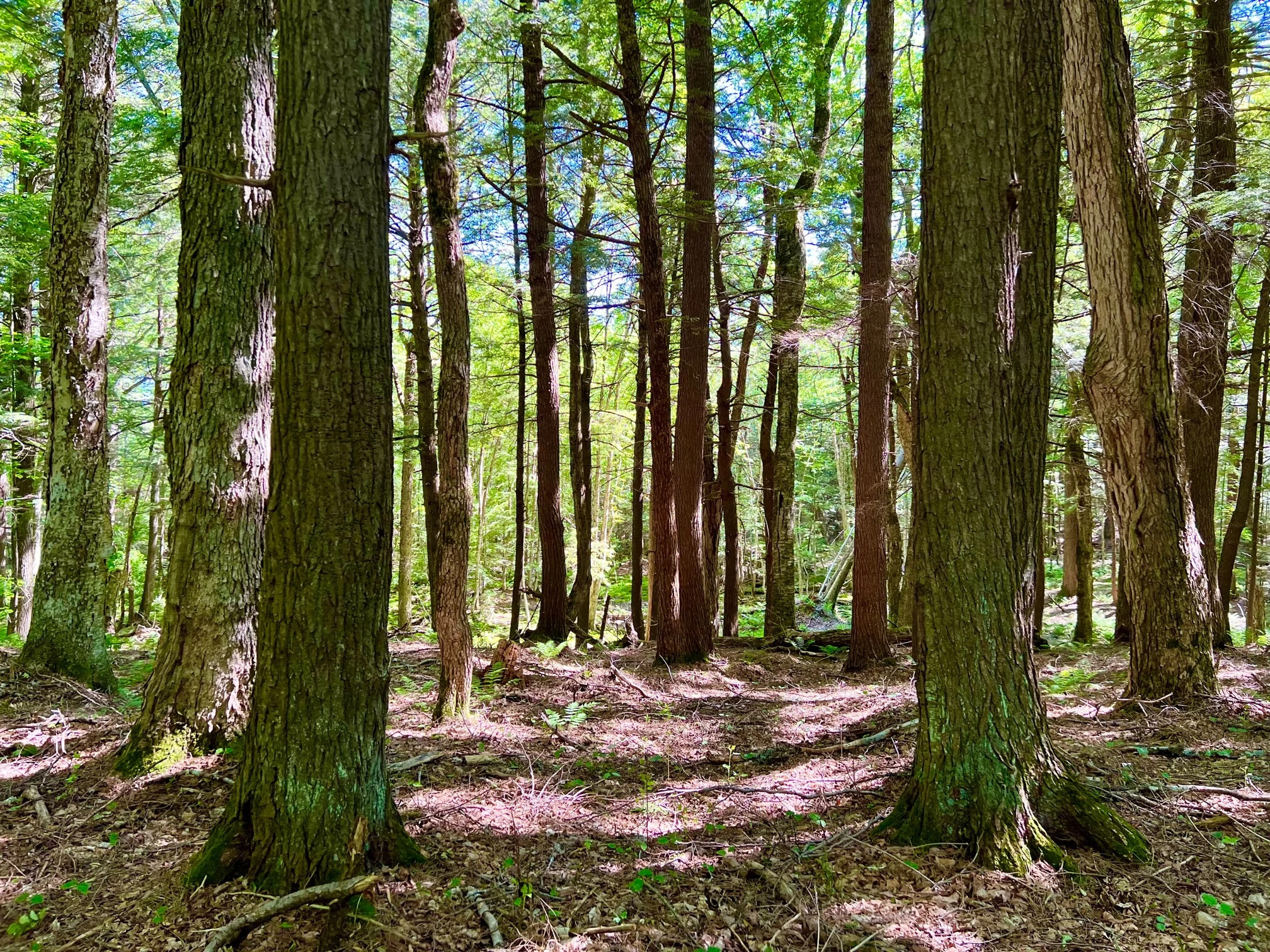 A stand of hemlocks on a summer day at Island Lake Hemlocks State Natural Area