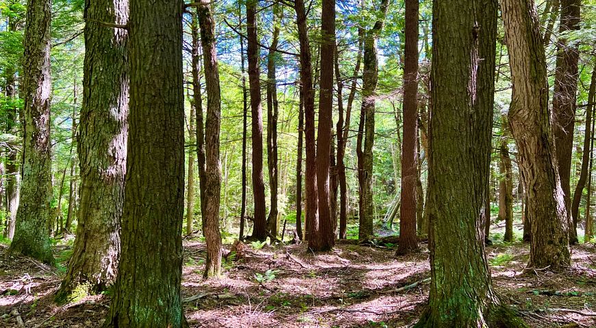 A stand of hemlocks on a summer day at Island Lake Hemlocks State Natural Area