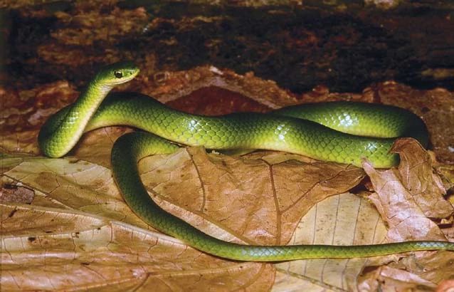 Smooth Green Snake (Opheodrys vernalis) - Reptiles and Amphibians