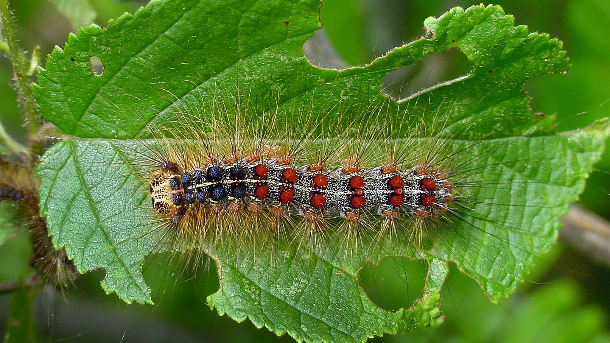 A bright spongy moth caterpillar on a green leaf