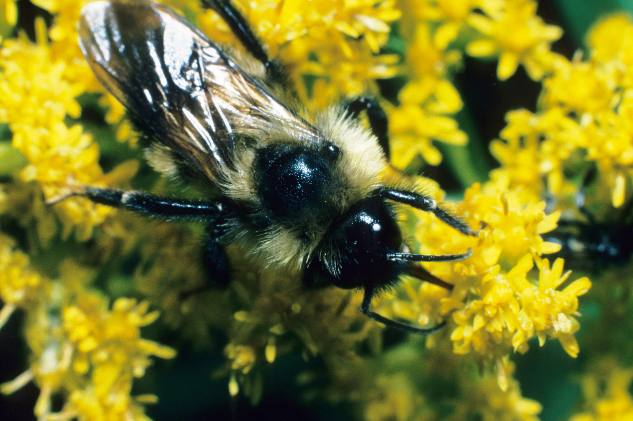 A bumble bee visiting the blossoms of a goldenrod plant. 