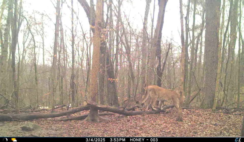 A cougar was captured on a trail camera in the woods during the day.