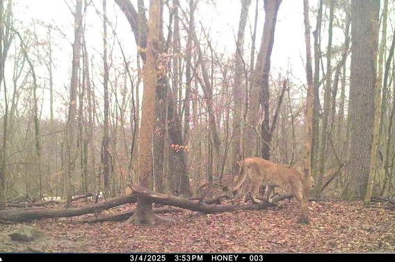 A cougar was captured on a trail camera in the woods during the day.